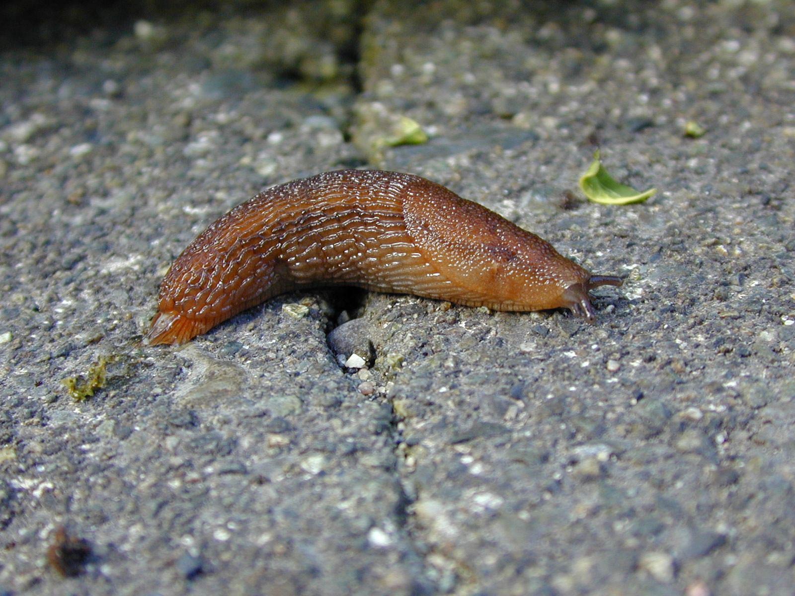             Arion subfuscus . (Photo: © R. Forsyth, Smithers, BC,   Canada)   
