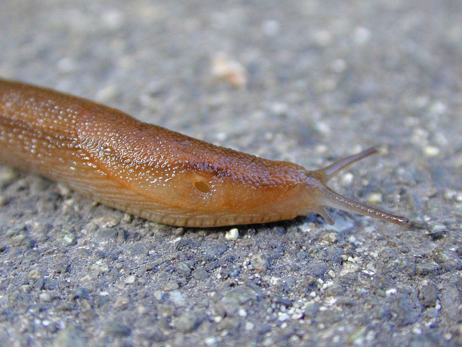             Arion subfuscus . (Photo: © R. Forsyth, Smithers, BC,   Canada)   