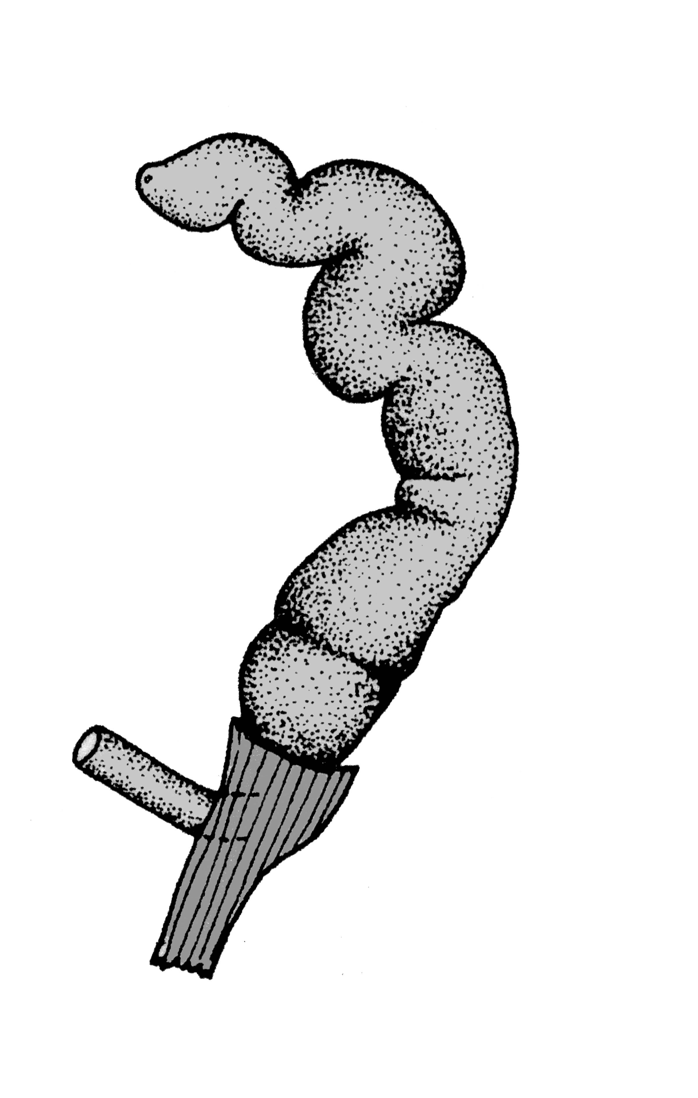             Vaginulus alte:  genitalia-penis .  (Photo: © T.W. Thome,   modified by K. Weigel, University of Florida)   