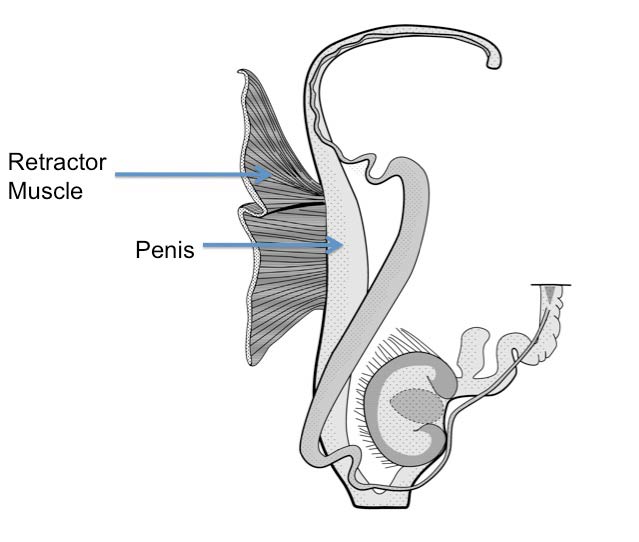             Ariolimax californicus:  genitalia. (Photo: © Mead 1943   modified by K. Weigel, University of Florida)   