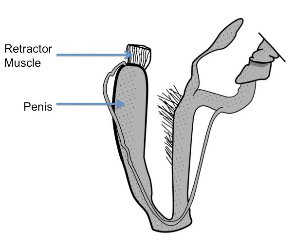             Ariolimax columbianus:  genitalia. (Photo: © Mead 1943   modified by K. Weigel, University of Florida)   