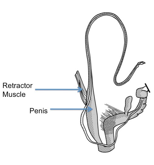             Ariolimax dolichophallus:  genitalia. (Photo: © Mead 1943   modified by K. Weigel, University of Florida)   