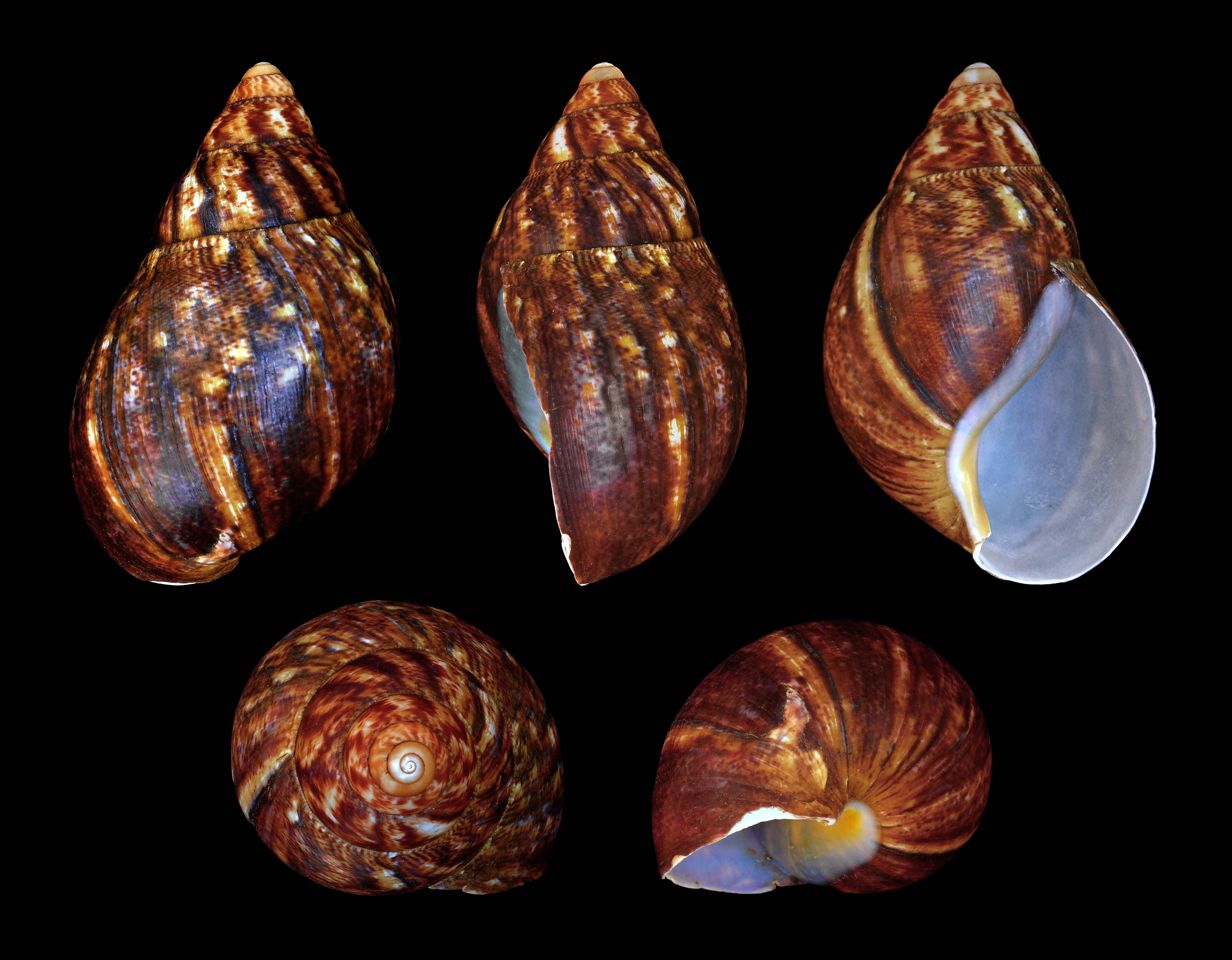             Achatina achatina.  (Photo: © H. Zell, Wikipedia)   