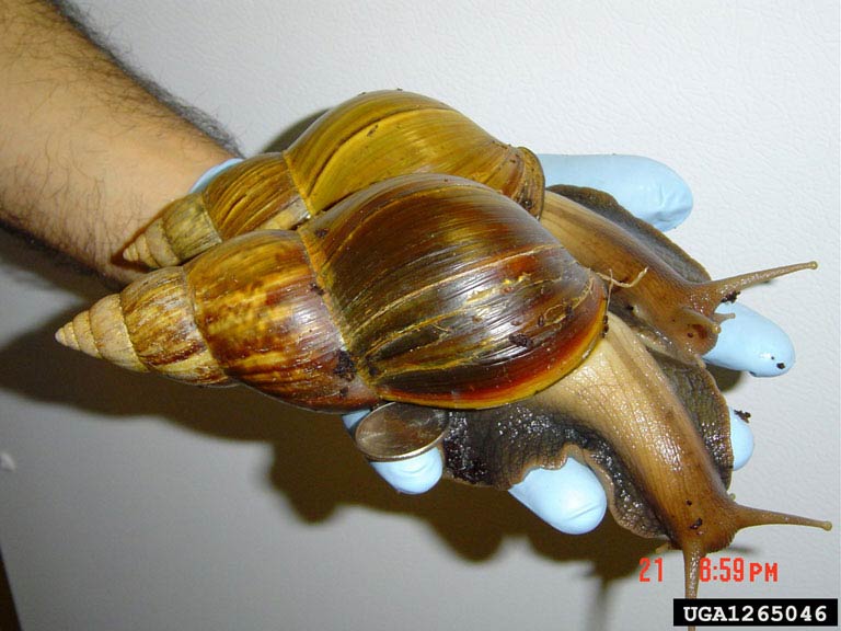             Achatina  ( Lissachatina )  fulica.  (Photo: © R.   Zimmerman, USDA-APHIS)   