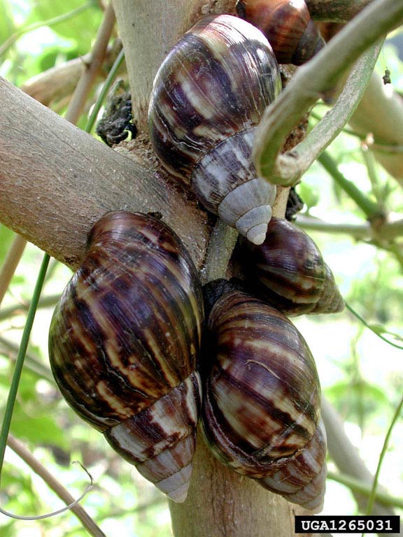             Achatina  ( Lissachatina )  fulica.  (Photo: © D.   Robinson, USDA-APHIS-PPQ)   
