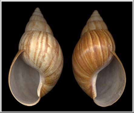             Achatina  ( Lissachatina )  fulica.  Sinistral (left)   and Dextral (right). (Photo: © H.G. Lee, Jacksonville)   