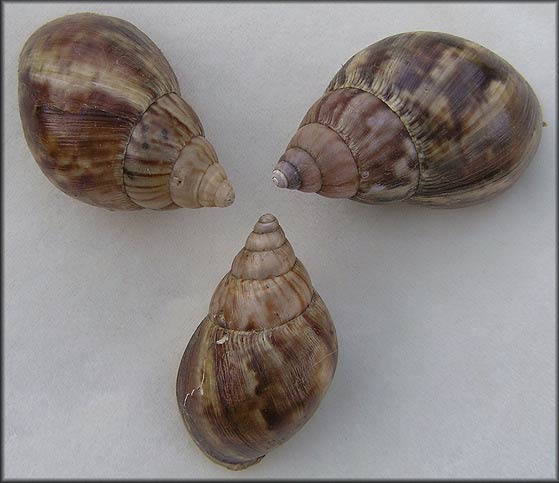             Achatina  ( Lissachatina )  fulica  Achatina fulica.   (Photo: © B. Frank, Jacksonville)   