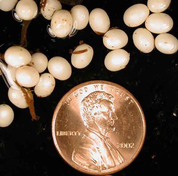            Eggs of  Achatina  ( Lissachatina )    fulica.  (Photo: © D. Robinson, USDA-APHIS-PPQ)   