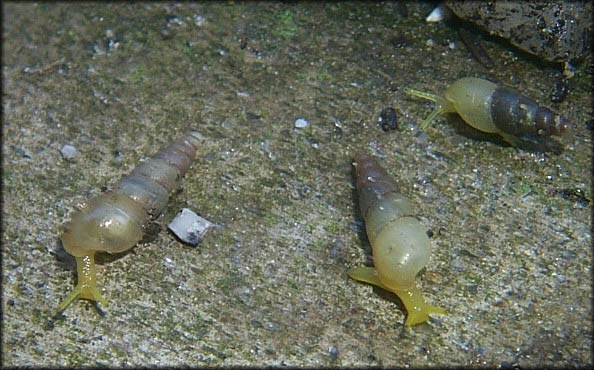             Allopeas gracile . (Photo: © B. Frank,   Jacksonville)    