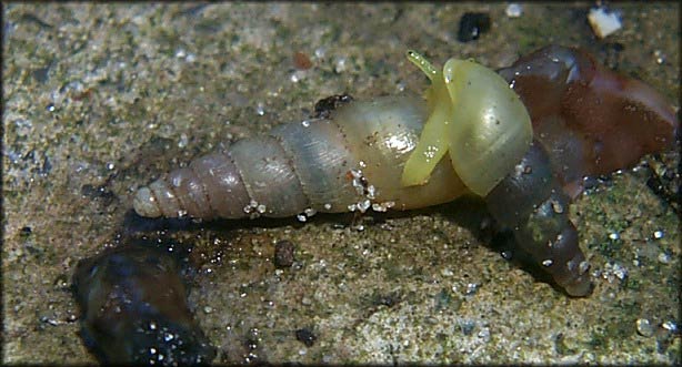             Allopeas gracile . (Photo: © B. Frank,   Jacksonville)    