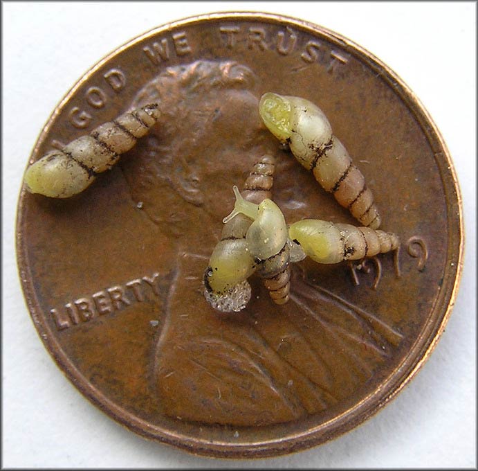             Allopeas gracile . (Photo: © B. Frank,   Jacksonville)    