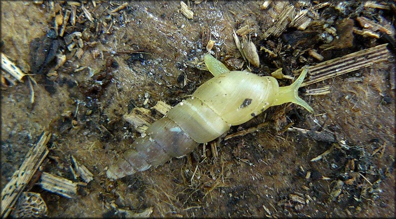             Allopeas gracile . (Photo: © B. Frank,   Jacksonville)    