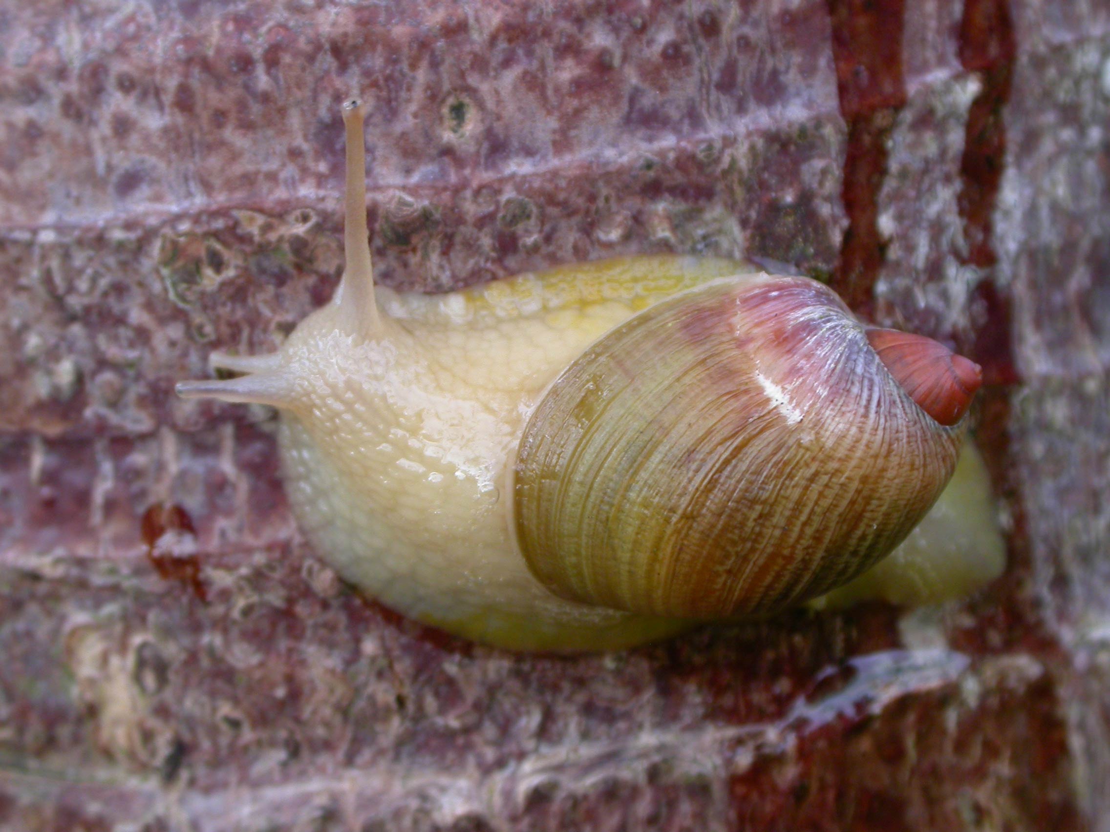             Amphibulima patula dominicensis.  (Photo: © J. Slapcinsky, Florida   Museum of Natural History)   