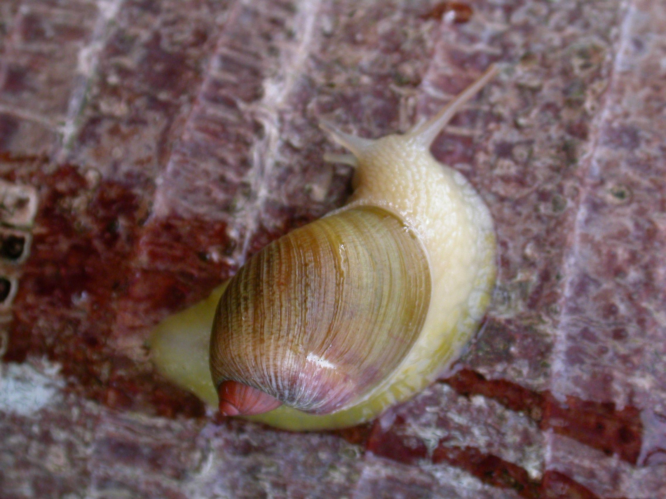             Amphibulima patula dominicensis.  (Photo: © J. Slapcinsky, Florida   Museum of Natural History)   