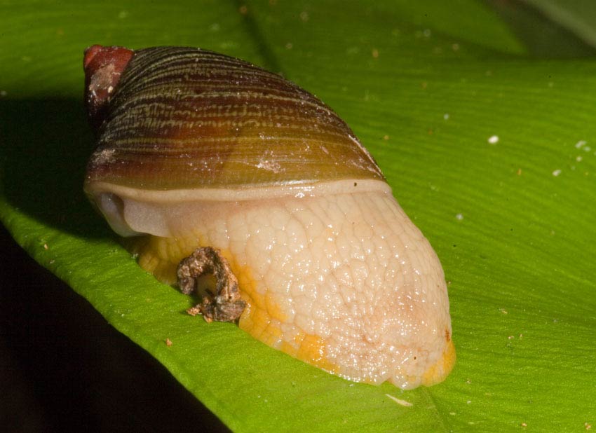             Amphibulima patula dominicensis.  (Photo: © Father A.J. Sanchez   Munoz, Father Sanchez's Website of West Indian Natural   History)   