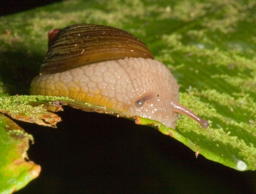             Amphibulima patula dominicensis.  (Photo: © Father A.J. Sanchez   Munoz, Father Sanchez's Website of West Indian Natural   History)   