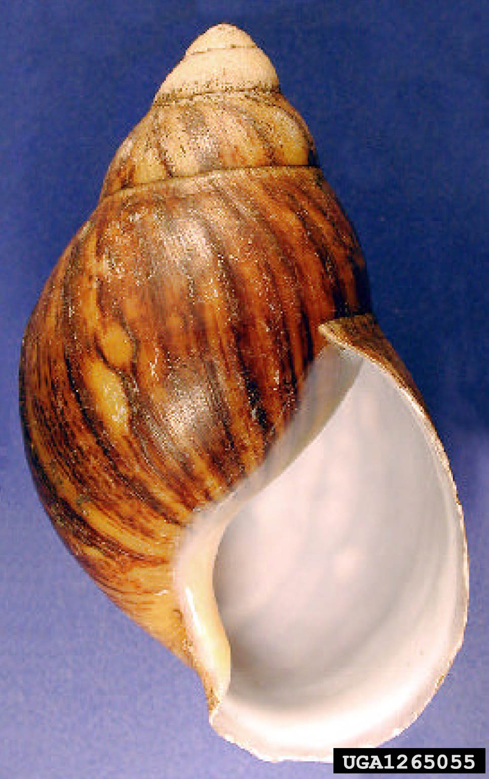             Archachatina marginata.  (Photo: © D. Robinson,   USDA-APHIS-PPQ)   