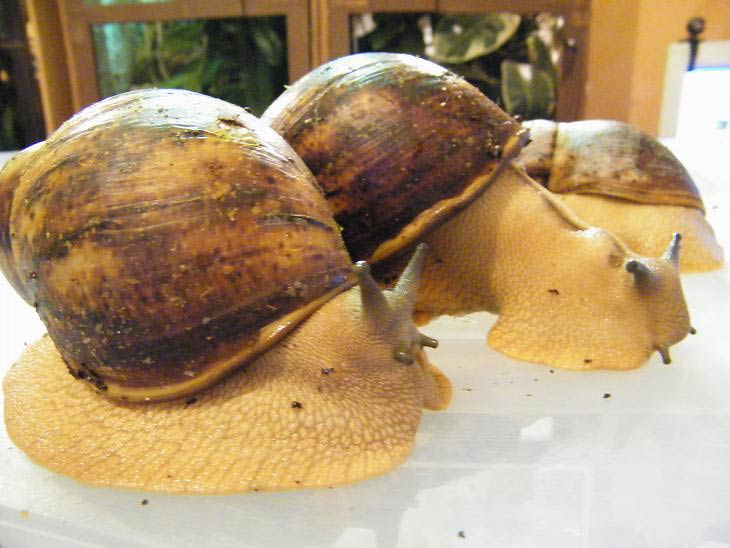             Archachatina marginata:  note albino body. (Photo: © J. Rosillo,   Wikipedia)   