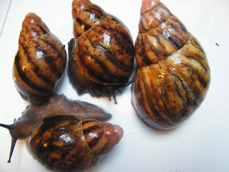             Archachatina marginata.  (Photo: © J. Rosillo,   Wikipedia)   