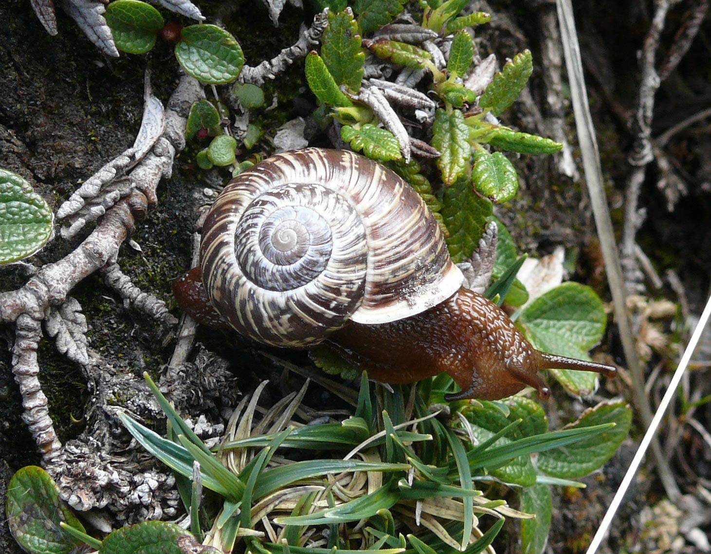             Arianta arbustorum.  (Photo: © B. Haynold,   Wikimedia)   