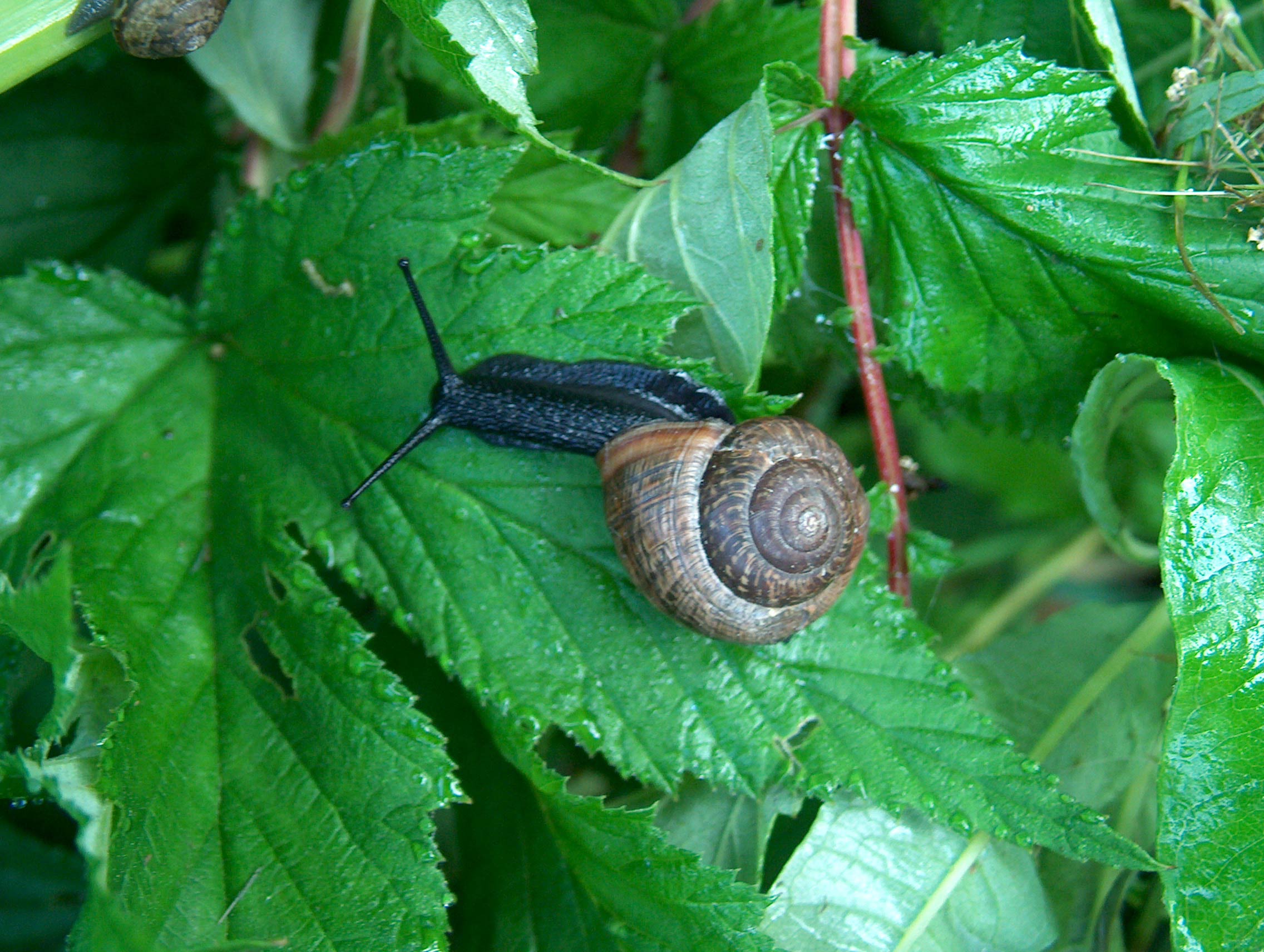             Arianta arbustorum.  (Photo: © A. Salo, Wikimedia)   