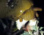             Ariolimax columbianus.  (Photo: © K. Ovaska,   CalPhotos)   