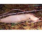             Ariolimax columbianus.  (Photo: © K. Ovaska,   CalPhotos)   