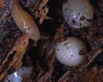             Ariolimax columbianus.  (Photo: © 2001, William   Leonard)   