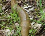             Ariolimax columbianus.  (Photo: © 2004, Susan   Prince)   