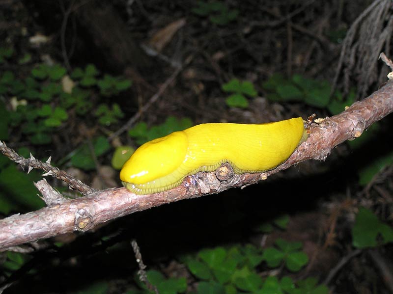             Ariolimax columbianus.  (Photo: © 2005, Bon Terra   Consulting)   