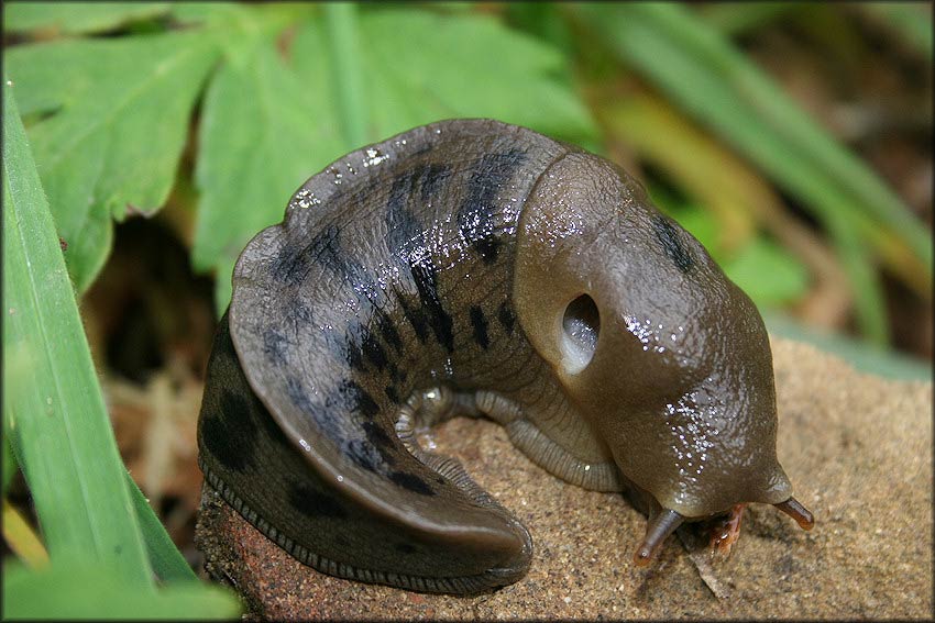             Ariolimax columbianus.  (Photo: © B. Frank,   Jacksonville)   