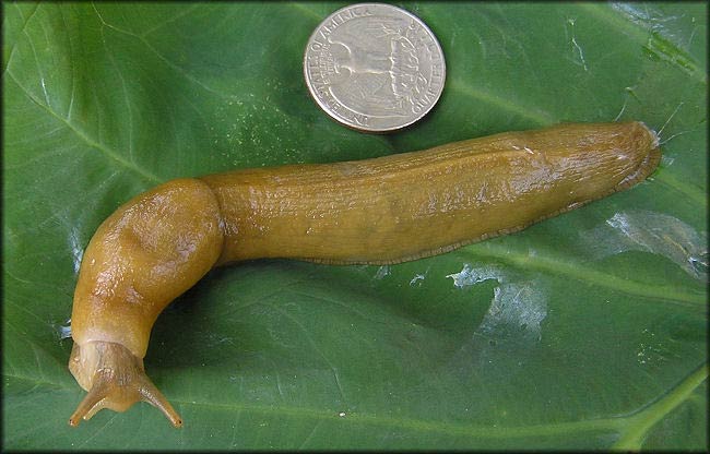             Ariolimax columbianus.  (Photo: © B. Frank,   Jacksonville)   
