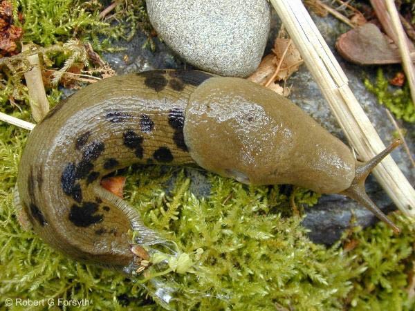             Ariolimax columbianus.  (Photo: © R. Forsyth, Smithers, BC,   Canada)   