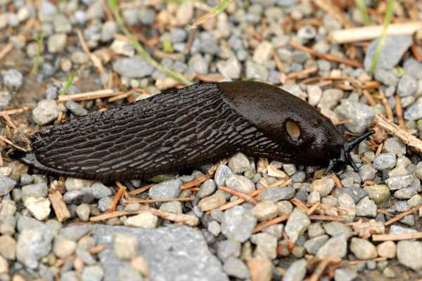             Arion ater  (Photo: © J.K. Lindsey, The Ecology of   Commanster)   