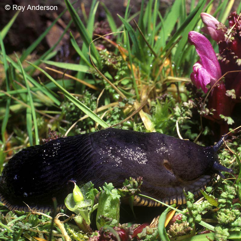             Arion ater  (Photo: © Dr. Roy Anderson,   MolluscIreland)   