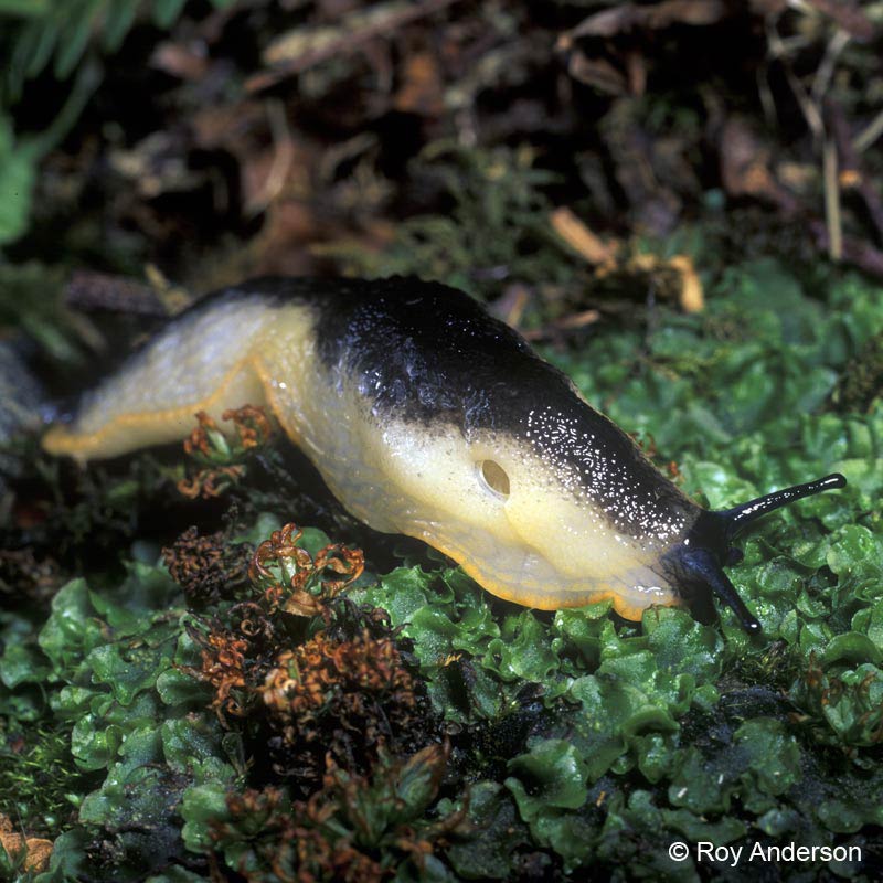             Arion ater  (Photo: © Dr. Roy Anderson,   MolluscIreland)   