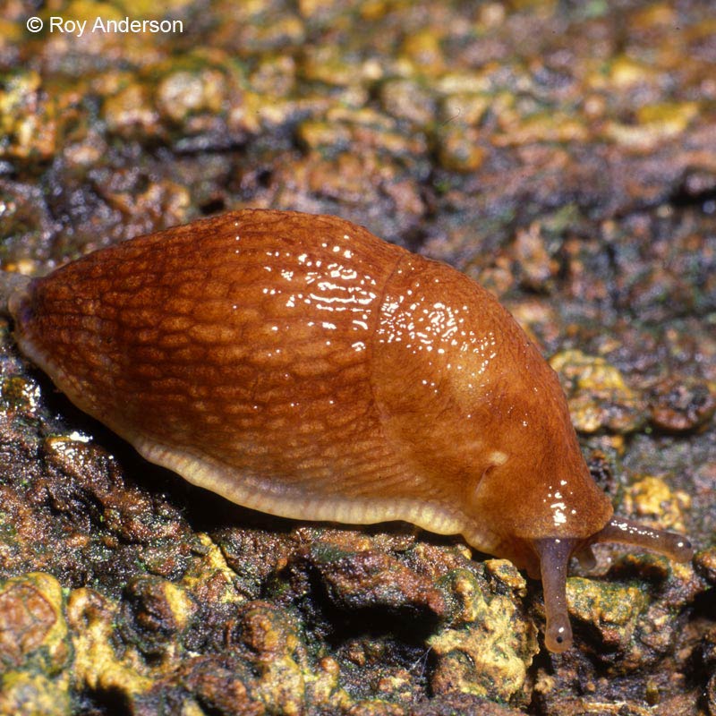             Arion ater  (Photo: © Dr. Roy Anderson,   MolluscIreland)   