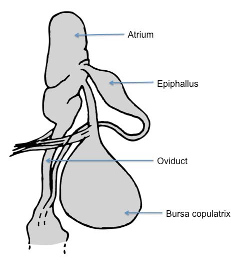             Arion ater:  genitalia. (Photo: © Kerney et al. 1983 modified by   K. Weigel, University of Florida)   