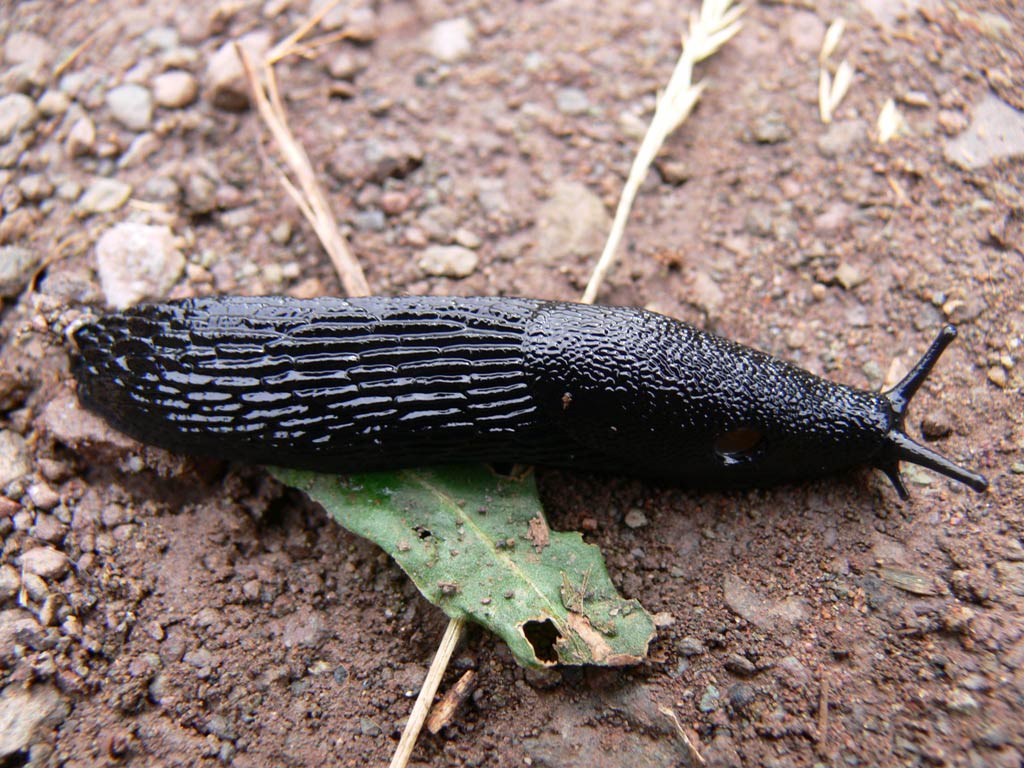             Arion ater  (Photo: © Prashanthns, Wikipedia)   