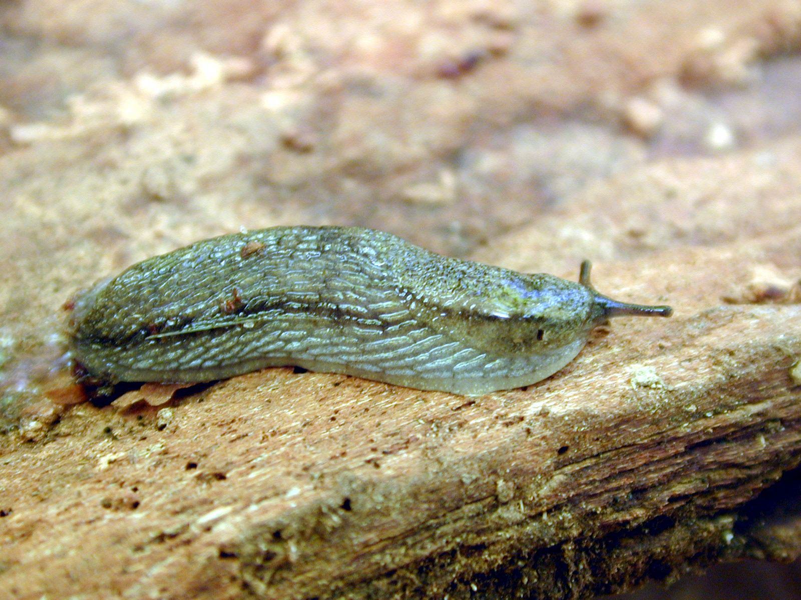             Arion circumscriptus . (Photo: © R. Forsyth, Smithers, BC,   Canada)   