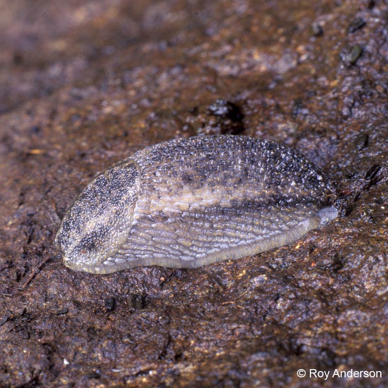             Arion circumscriptus . (Photo: © Dr. Roy Anderson,   MolluscIreland)   