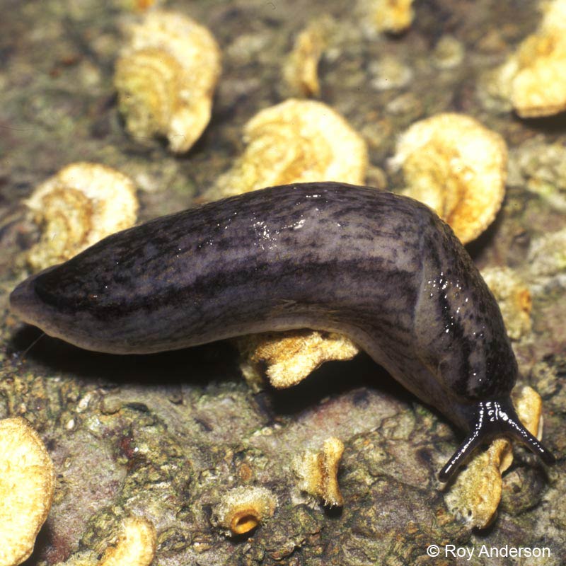            Arion circumscriptus . (Photo: © Dr. Roy Anderson,   MolluscIreland)   