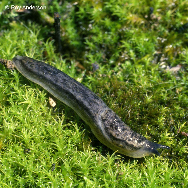             Arion circumscriptus . (Photo: © Dr. Roy Anderson,   MolluscIreland)   