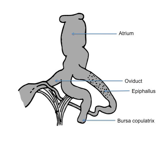             Arion circumscriptus:  genitalia. (Photo: © Kerney et al. 1983   modified by K. Weigel, University of Florida)   