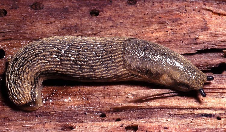             Arion distinctus.  (Photo: © K. Ovaska, CalPhotos)   