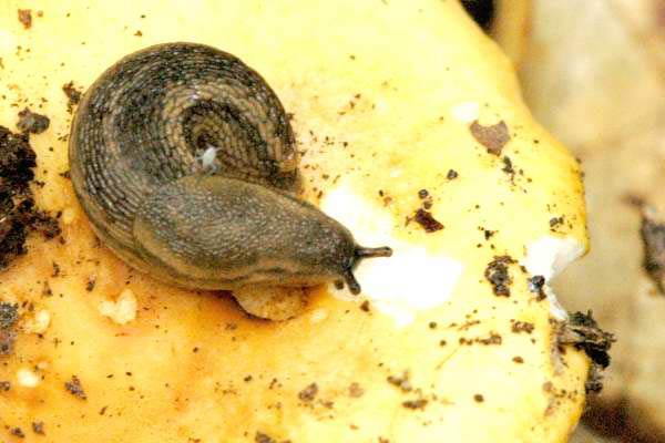             Arion distinctus.  (Photo: © J.K. Lindsey, The Ecology of   Commanster)   