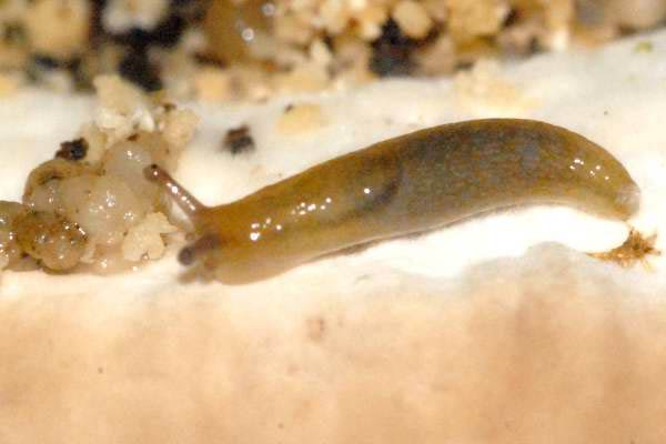             Arion distinctus : juvenile. (Photo: © J.K. Lindsey, The Ecology   of Commanster)   