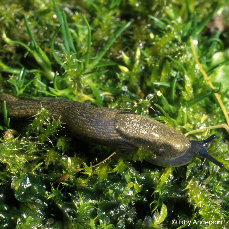             Arion distinctus.  (Photo: © Dr. Roy Anderson,   MolluscIreland)   