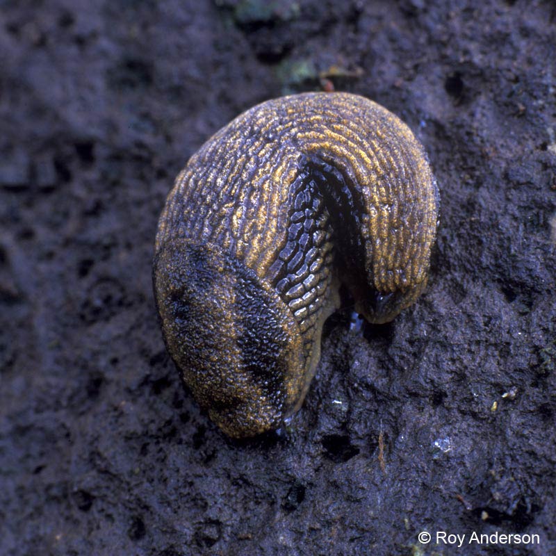             Arion distinctus.  (Photo: © Dr. Roy Anderson,   MolluscIreland)   