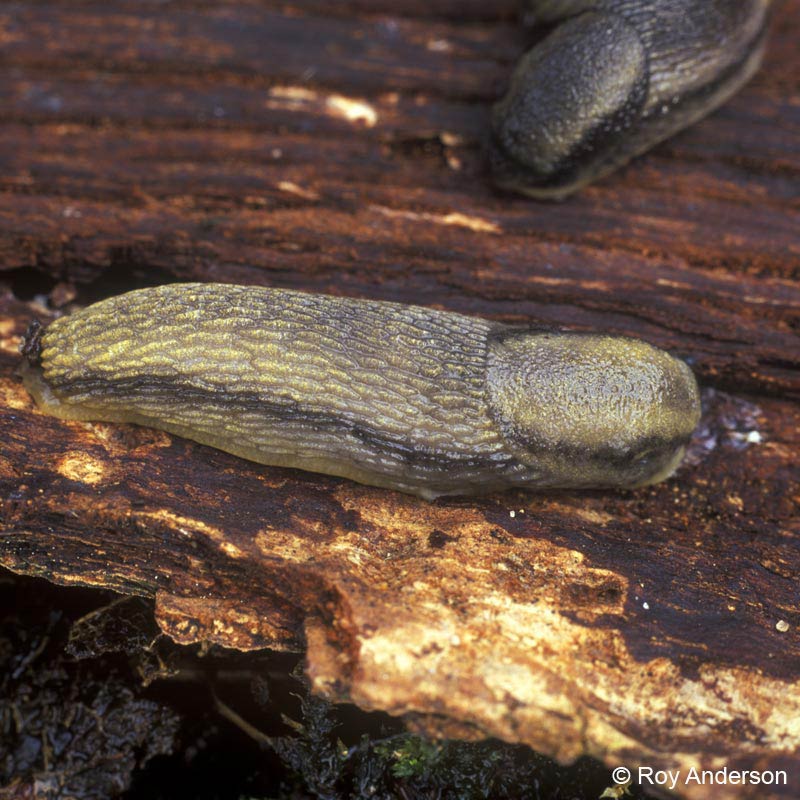             Arion distinctus.  (Photo: © Dr. Roy Anderson,   MolluscIreland)   